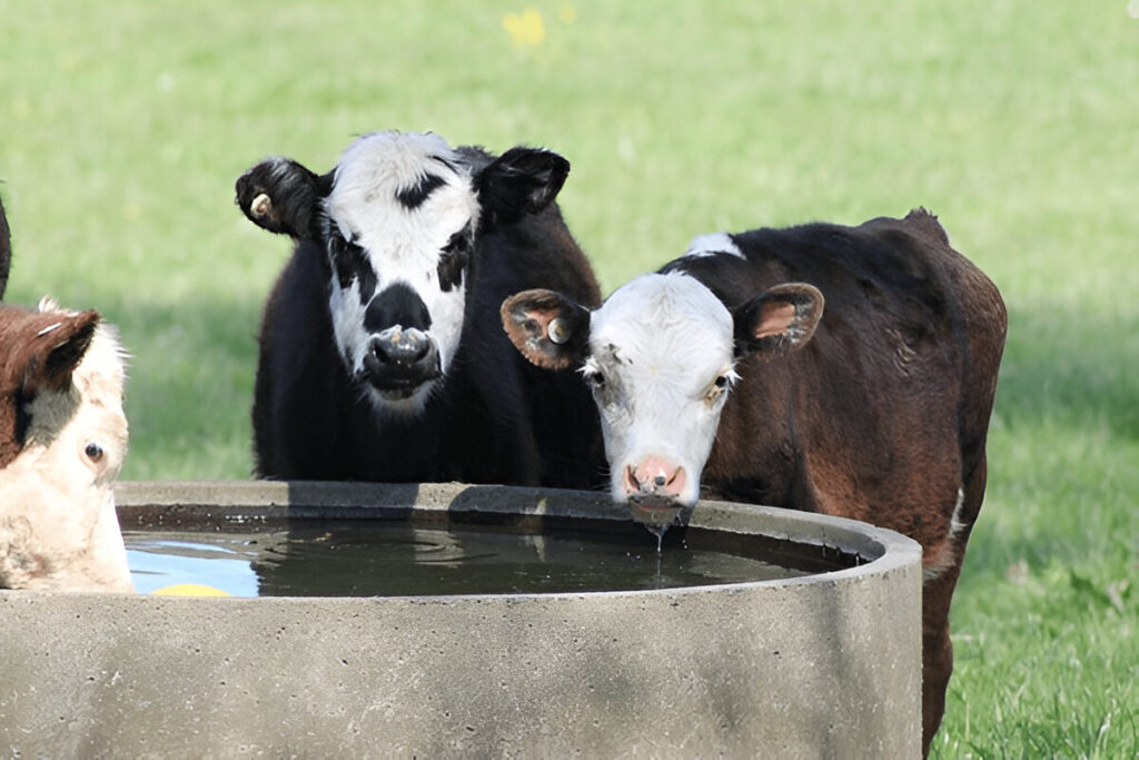 Please find a public image of remote cattle waterer / cows drinking